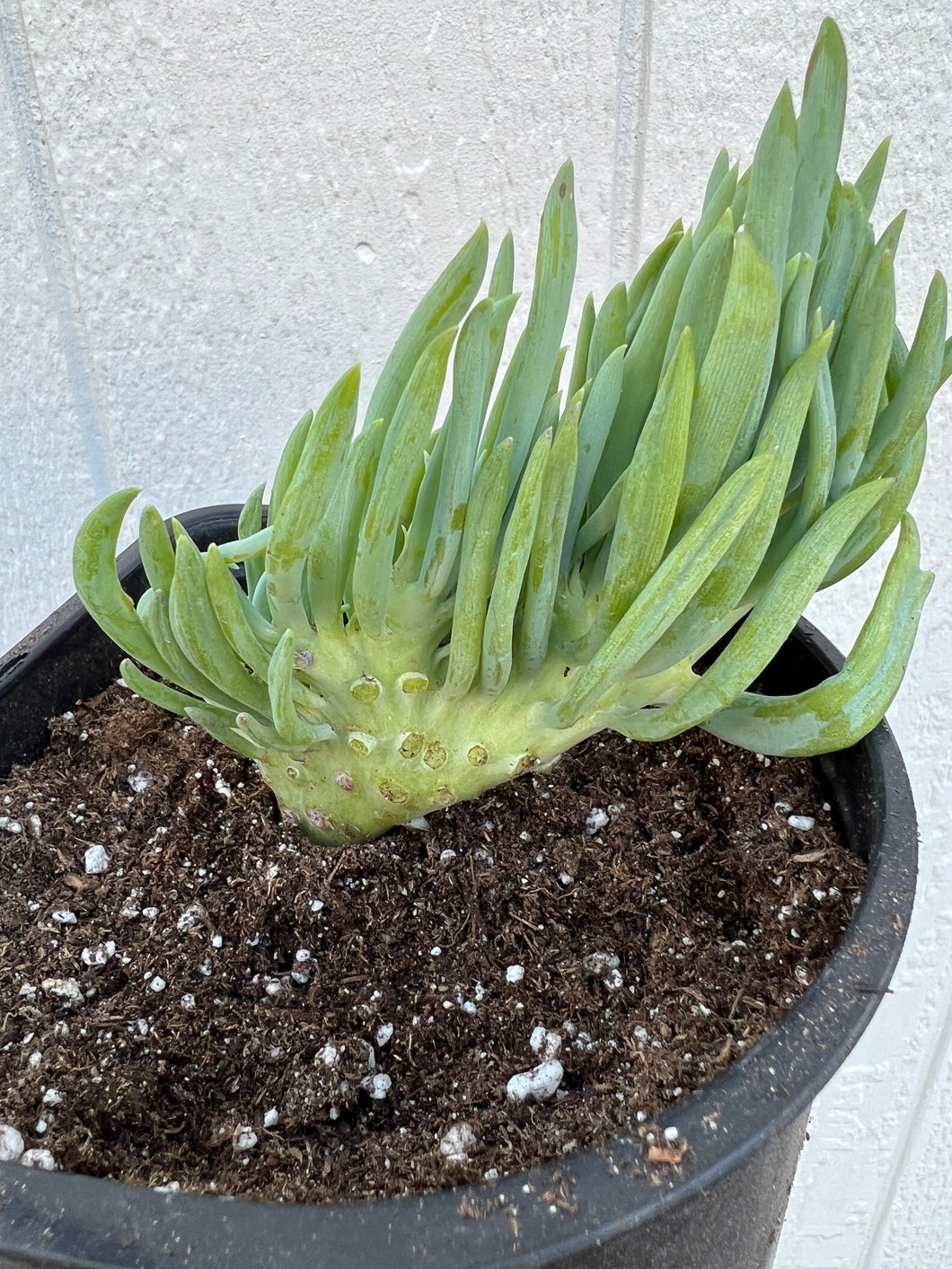 Mermaid Tail - A ( Crested Senecio Vitalis )