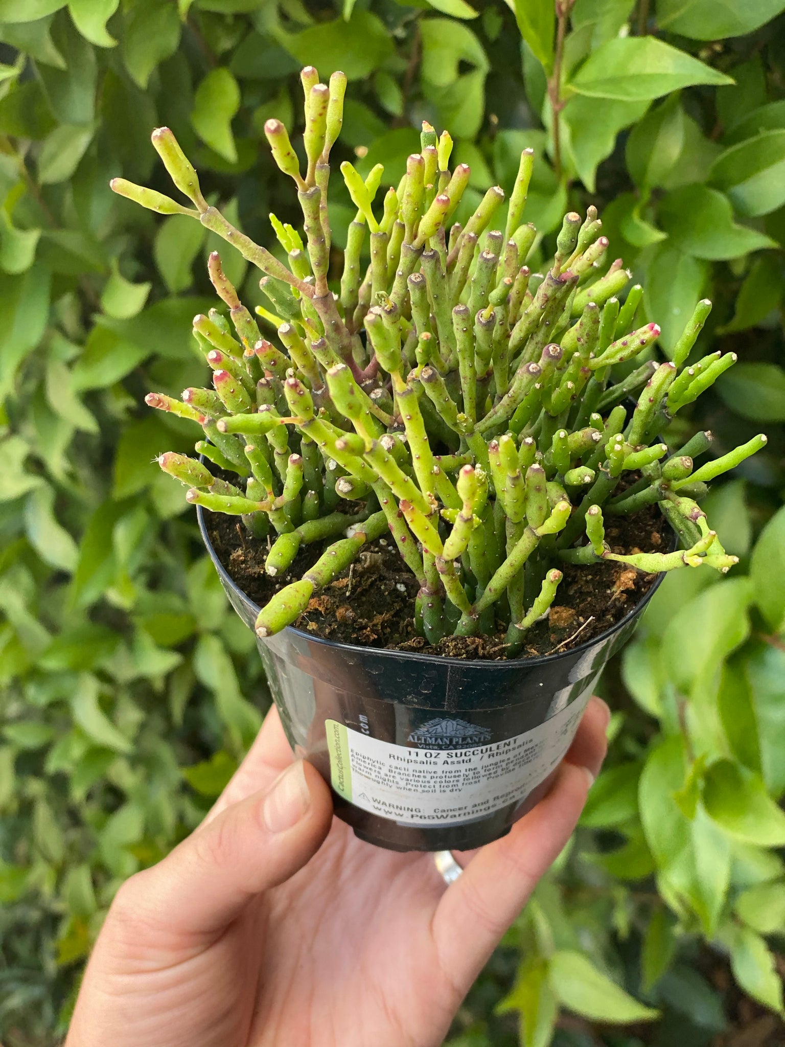 succulent rhipsalis Rhipsalis – In Succulent Love