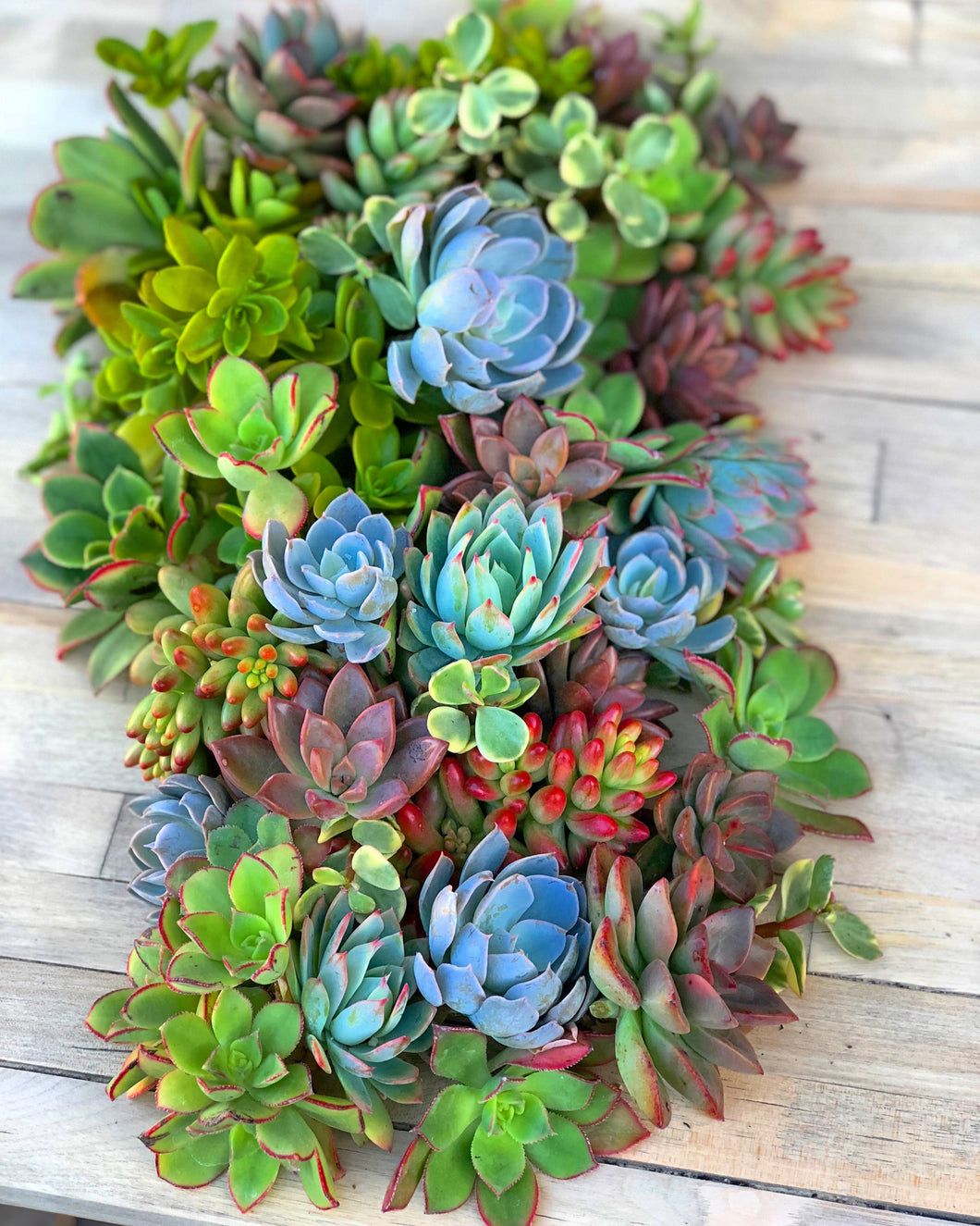 mixed succulent pot 50 Mixed Succulent Cuttings – In Succulent Love