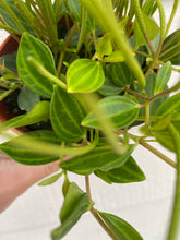 Peperomia Quadrangularis 'Beetle'