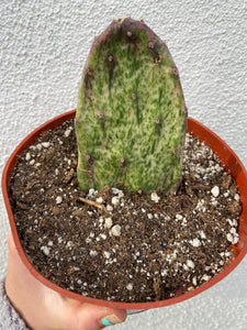 Variegated Opuntia Cactus (Variegated Prickly Pear)