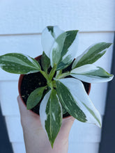 Philodendron White Wizard