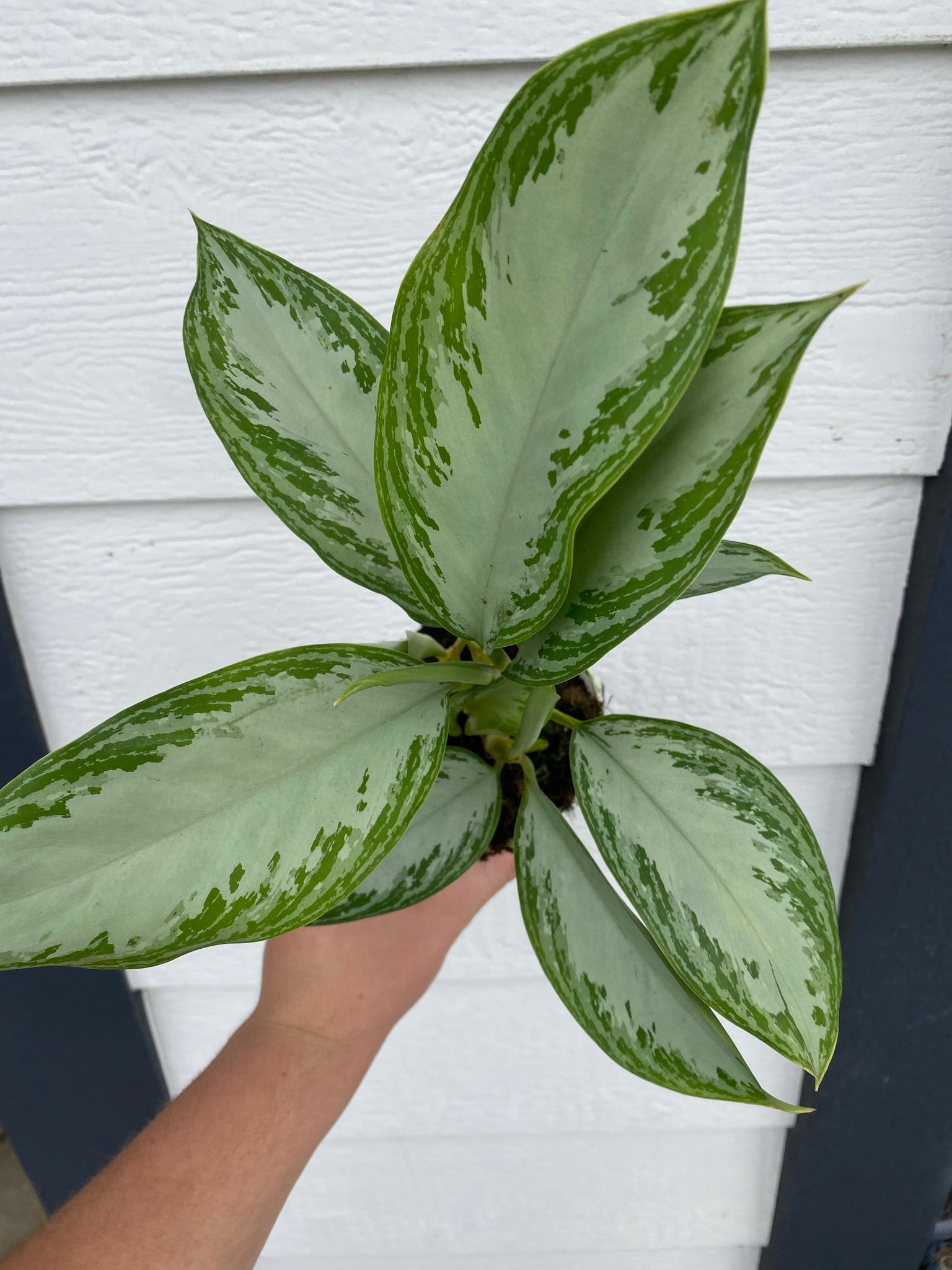 aglaonema silver bay price Silver Bay' Chinese Evergreen Aglaonema – In Succulent Love