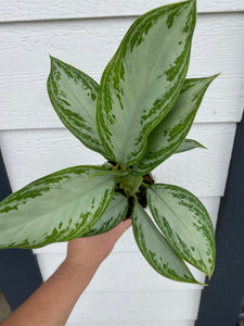 'Silver Bay' Chinese Evergreen Aglaonema