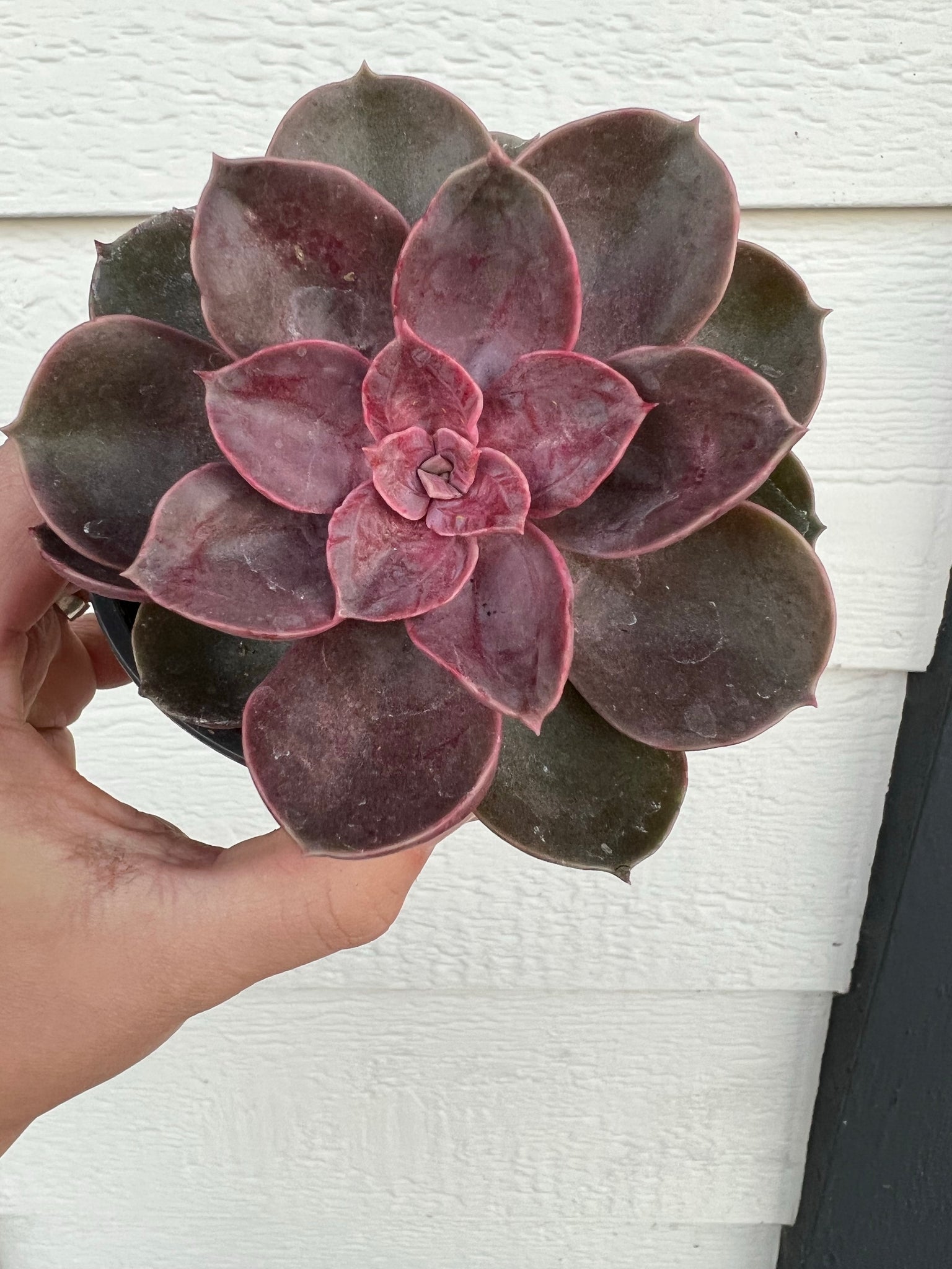 succulent pvn Echeveria Petra's Perle / Magic Red (PVN Hybrid) – In Succulent Love