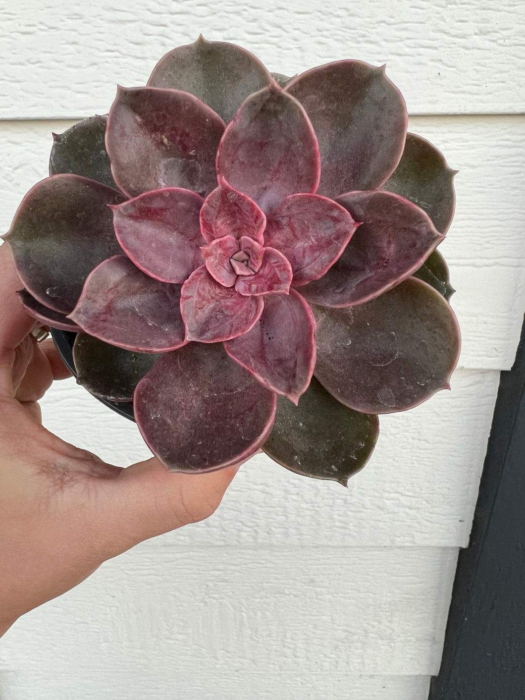 Echeveria Petra’s Perle / Magic Red (PVN Hybrid)