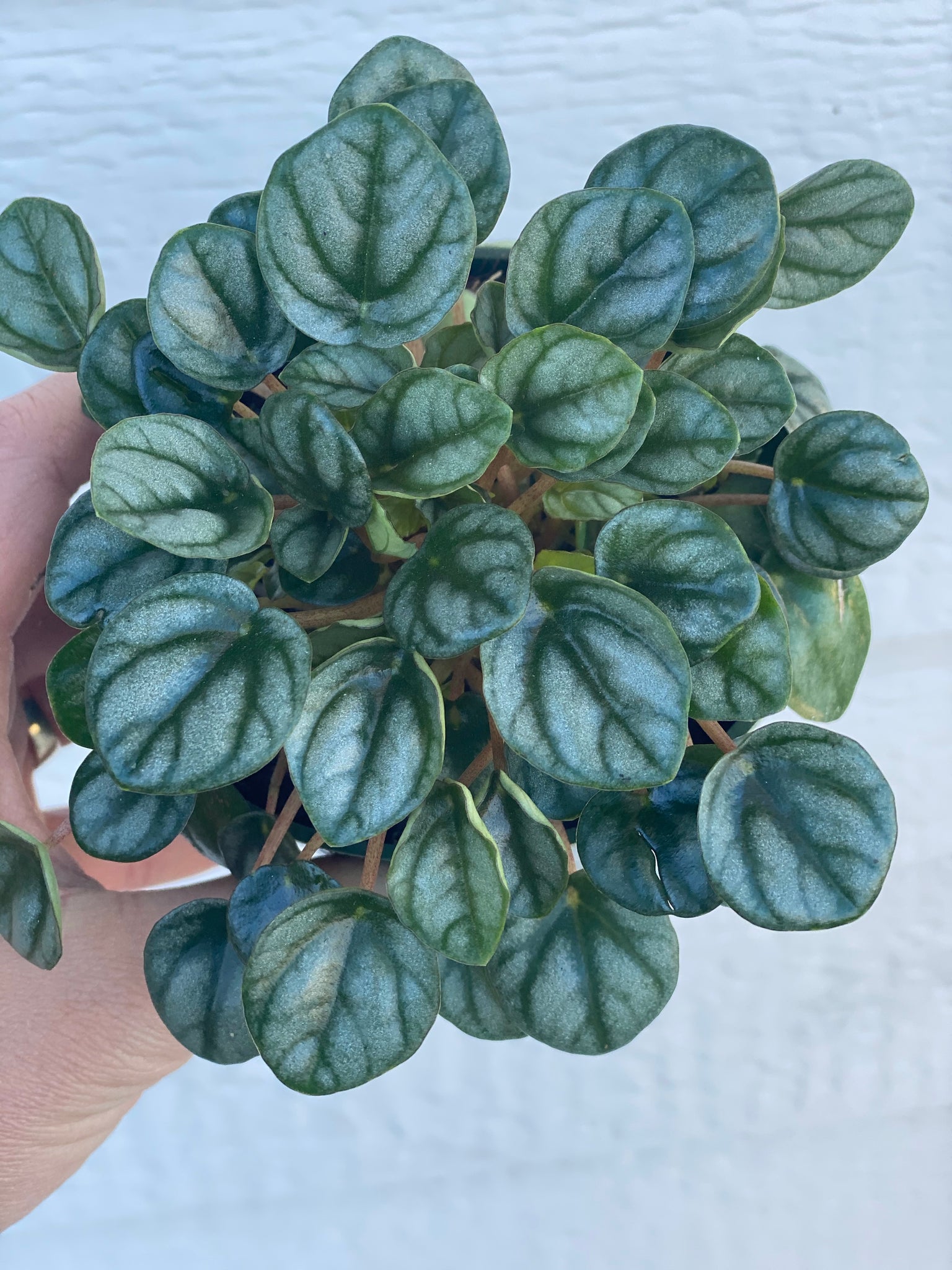 peperomia indoor plants with very tiny leaves Peperomia Little Toscani – In Succulent Love