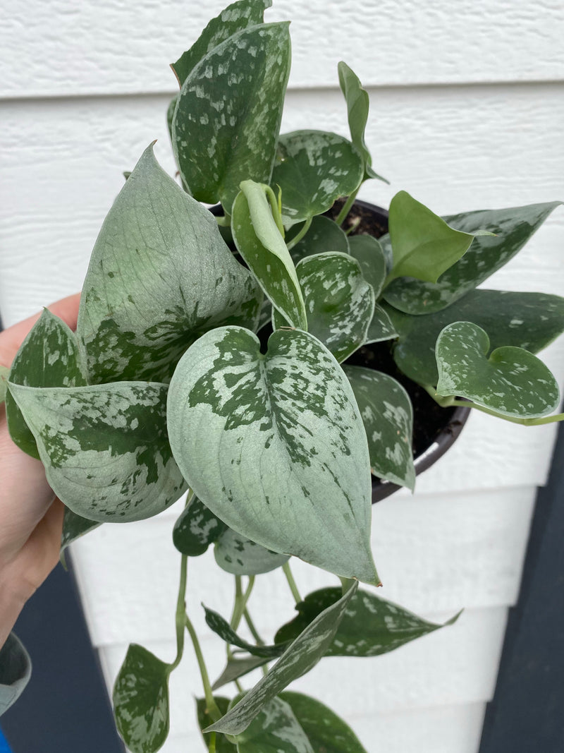 Scindapsus Pictus Silvery Anne ( Pothos ) – In Succulent Love