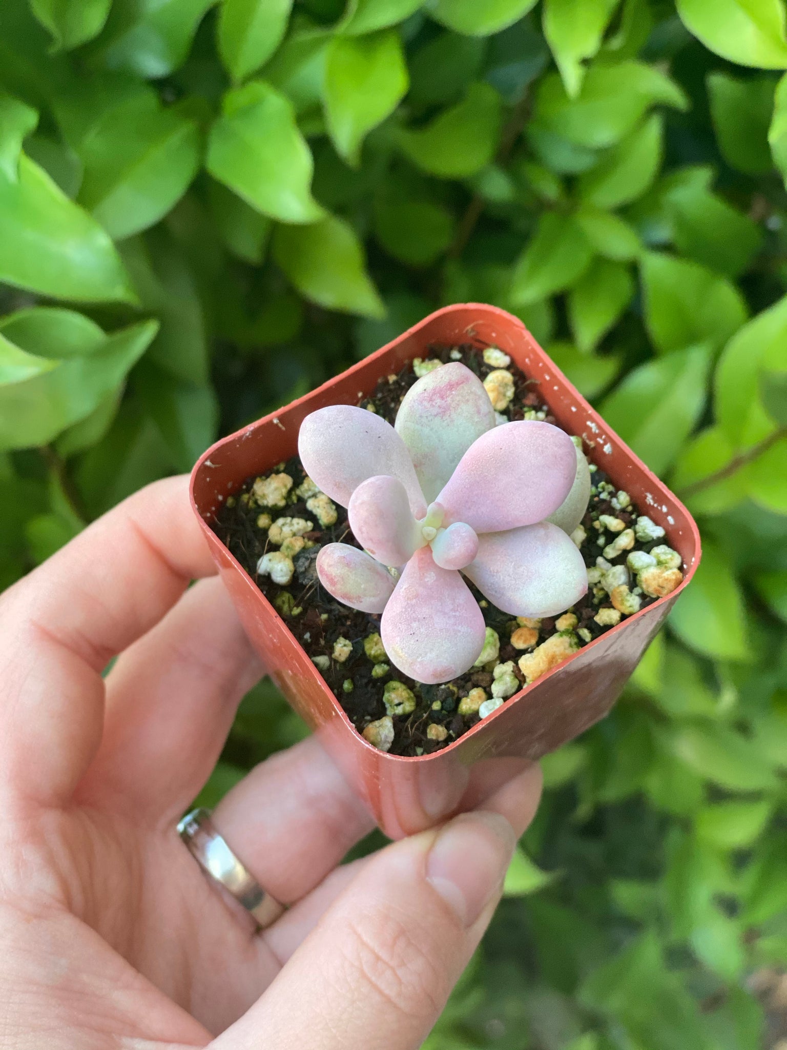 crested moonstone succulent Pink Moonstones
