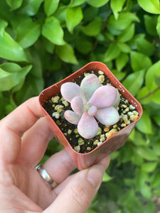 Pink Moonstones - Pachyphytum Oviferum