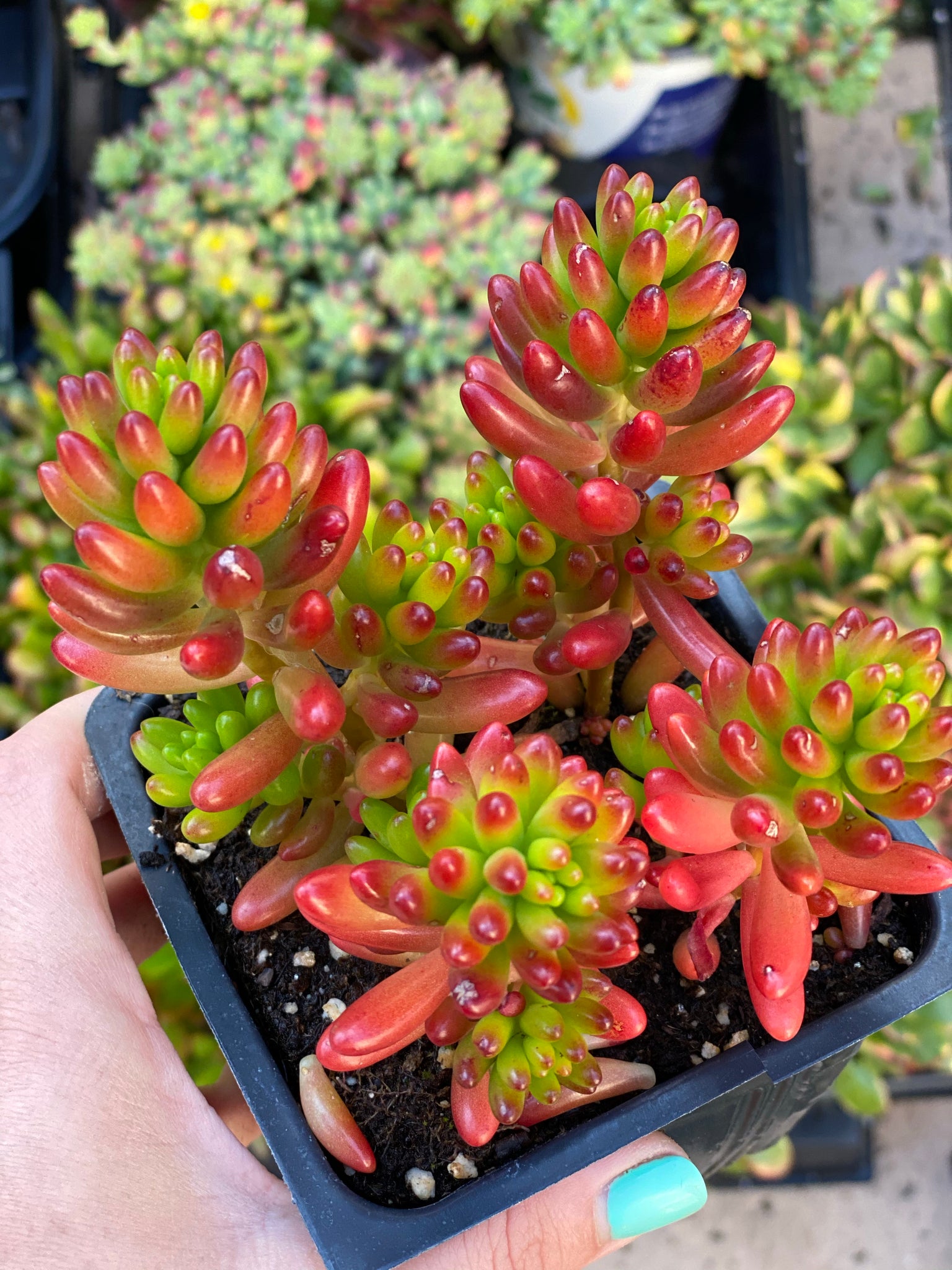 pork and beans succulent indoors Sedum 'Pork and Beans' / 'Brown Beans' – In Succulent Love