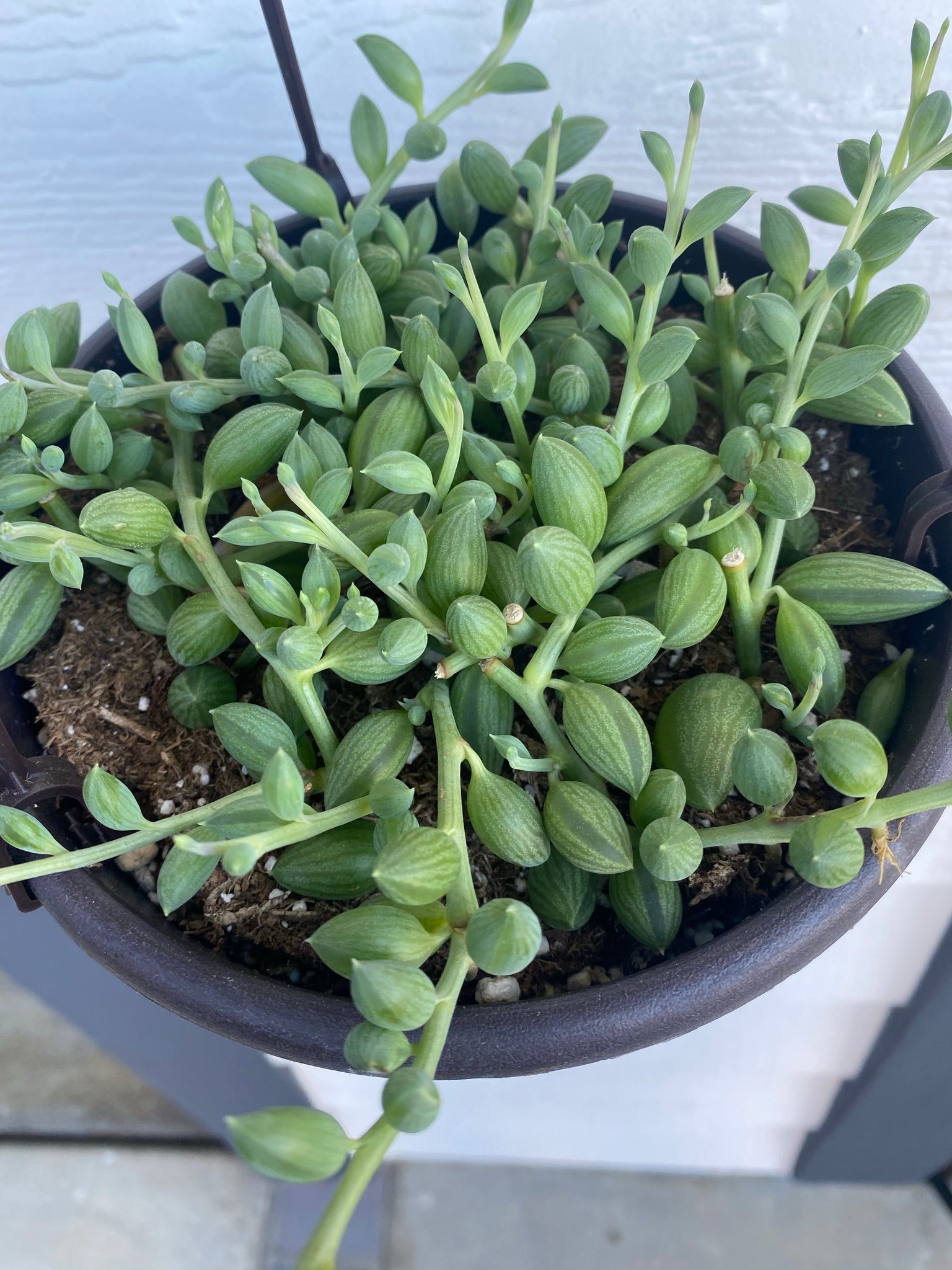 watermelon succulent Senecio String of Watermelon