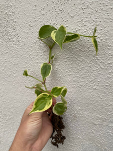 Peperomia Scandens Variegata 'Cupid'