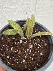 Hoya Sigillatis