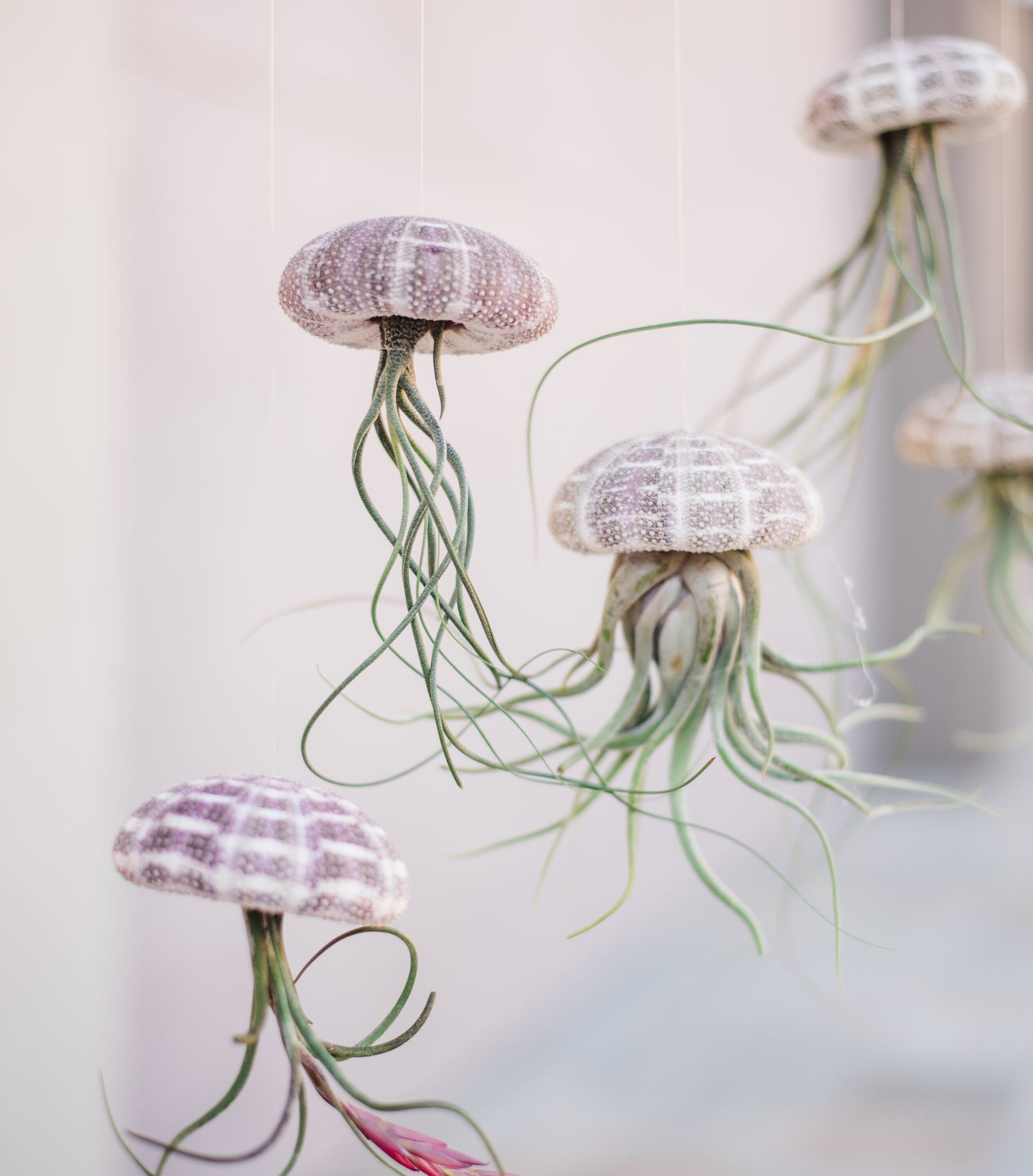 sea urchin air plant jellyfish Hanging Airplant Jellyfish – In Succulent Love