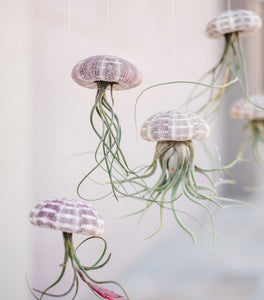 Hanging Airplant Jellyfish