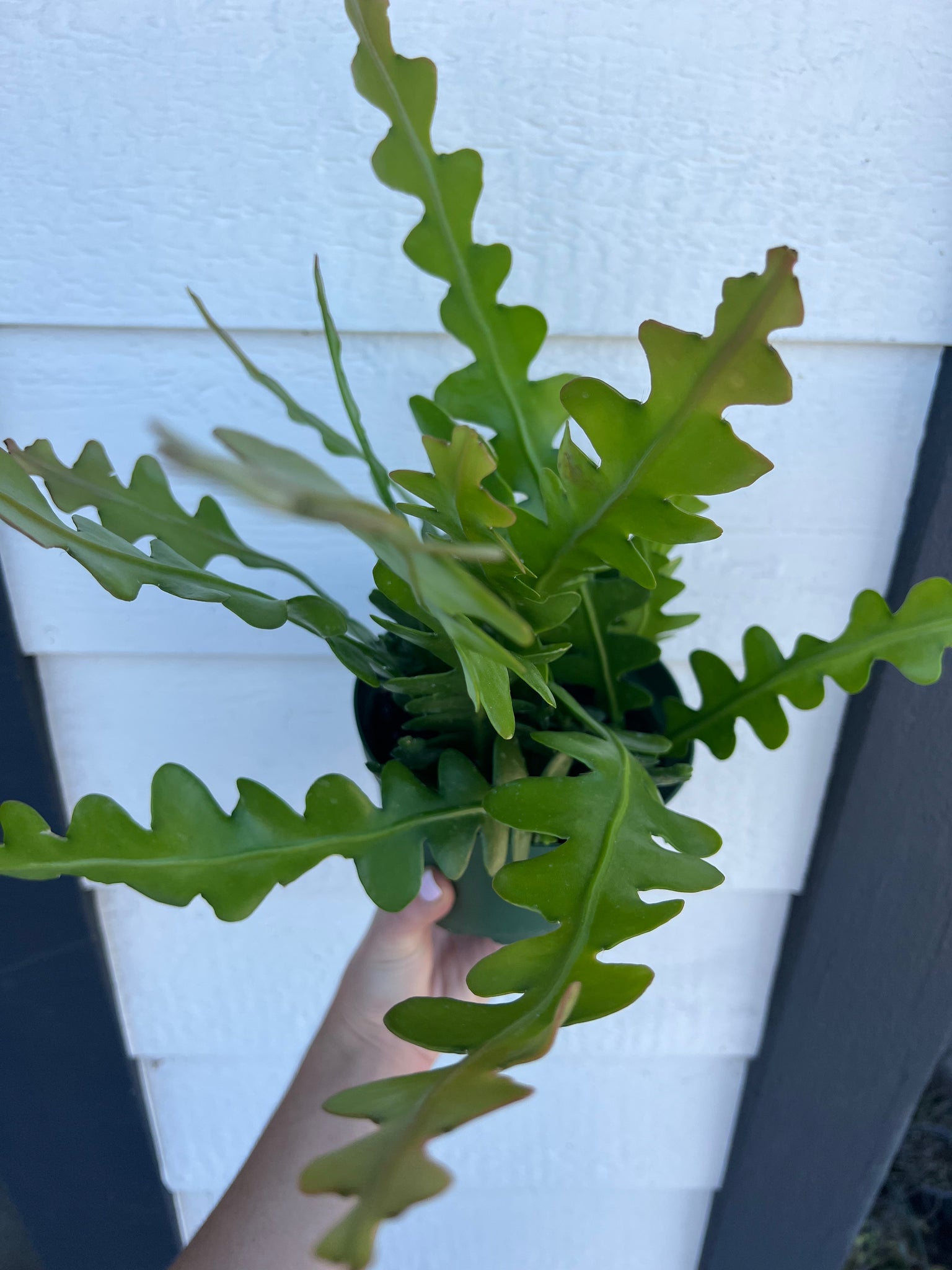 ric rac succulent Epiphyllum Anguliger (Ric Rac /Fishbone Cactus ) – In Succulent Love