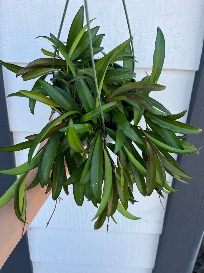 Hoya Wayetii – In Succulent Love