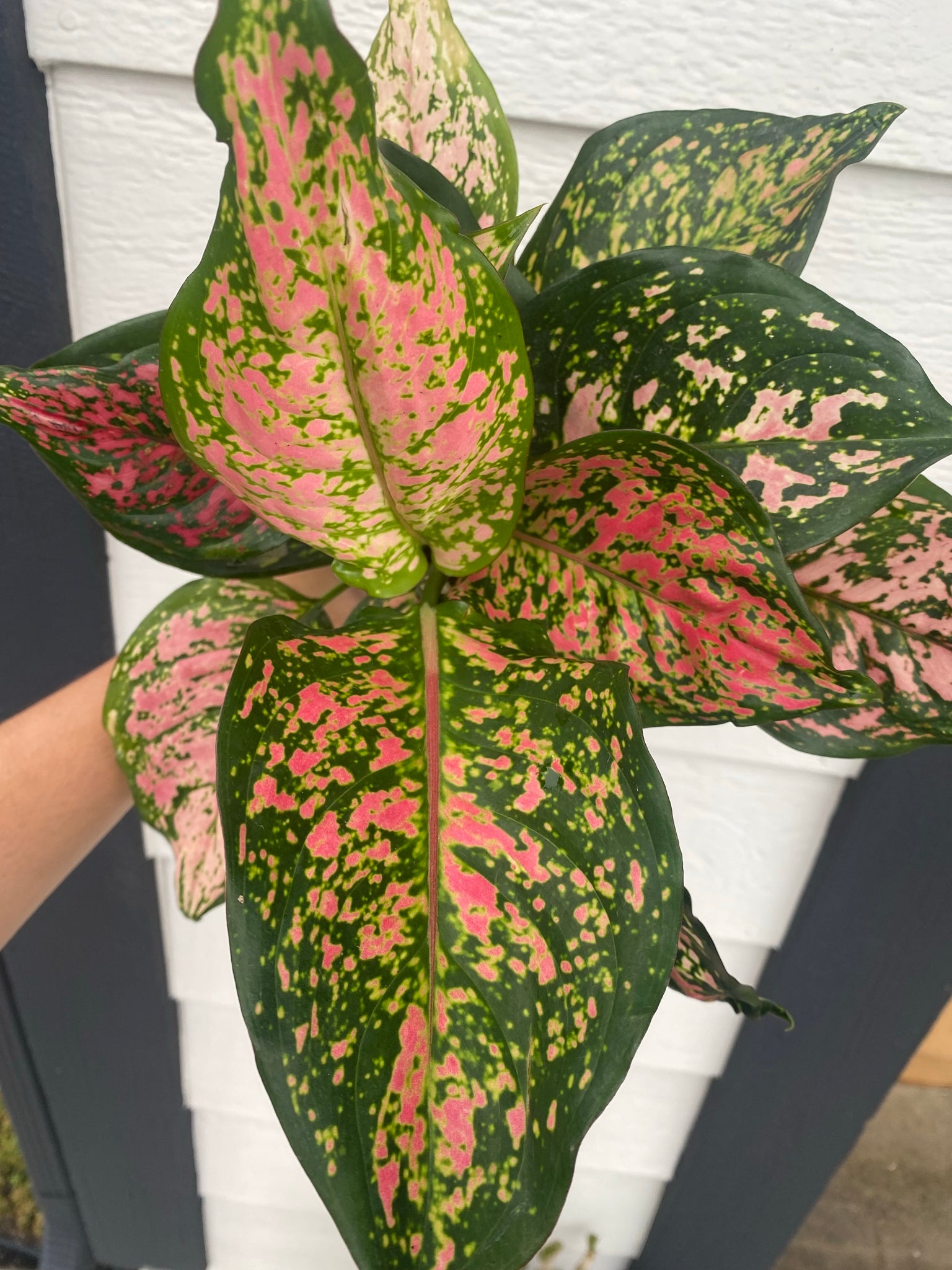aglaonema chinese evergreen price Red Valentine' Chinese Evergreen Aglaonema – In Succulent Love