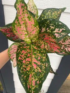 ‘Red Valentine' Chinese Evergreen Aglaonema