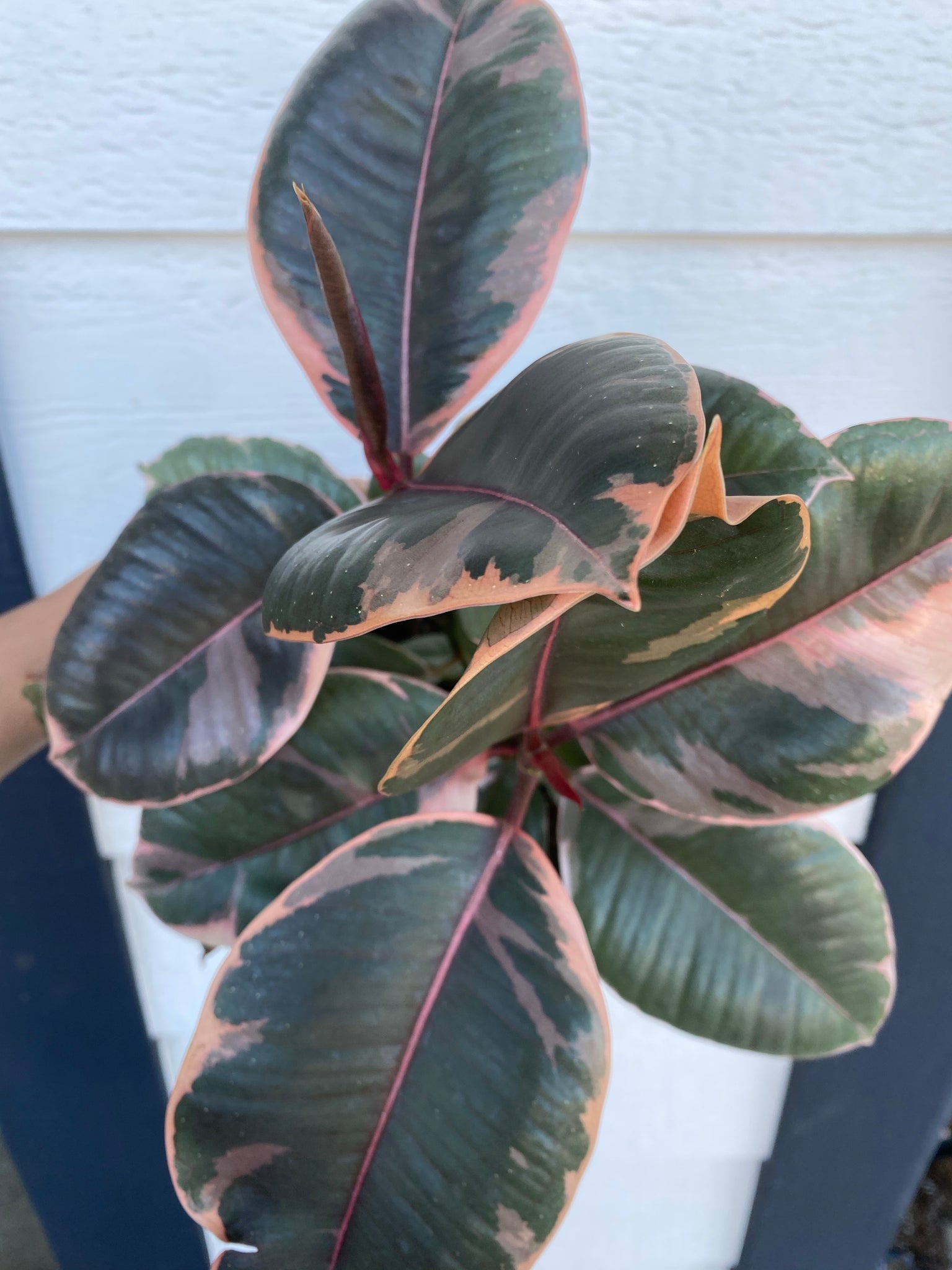 ficus elastica 'decora' - rubber tree Ficus Decora Ruby Pink ( Rubber Tree) – In Succulent Love