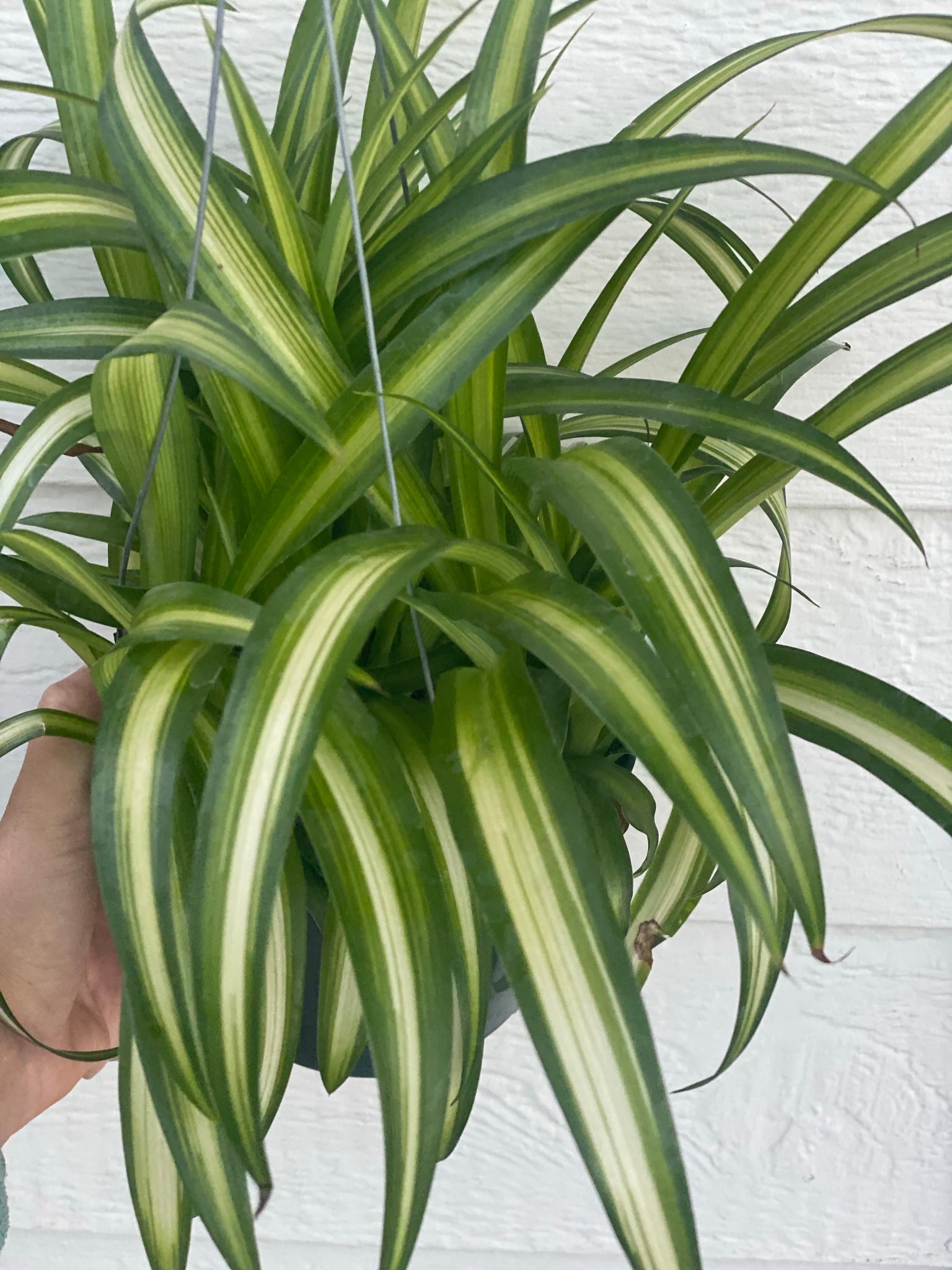 Spider Plant, Hahira Nursery