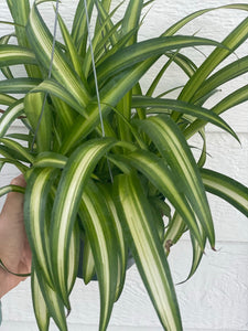 Chlorophytum Hawaiian Spider Plant ( Green Variegated )