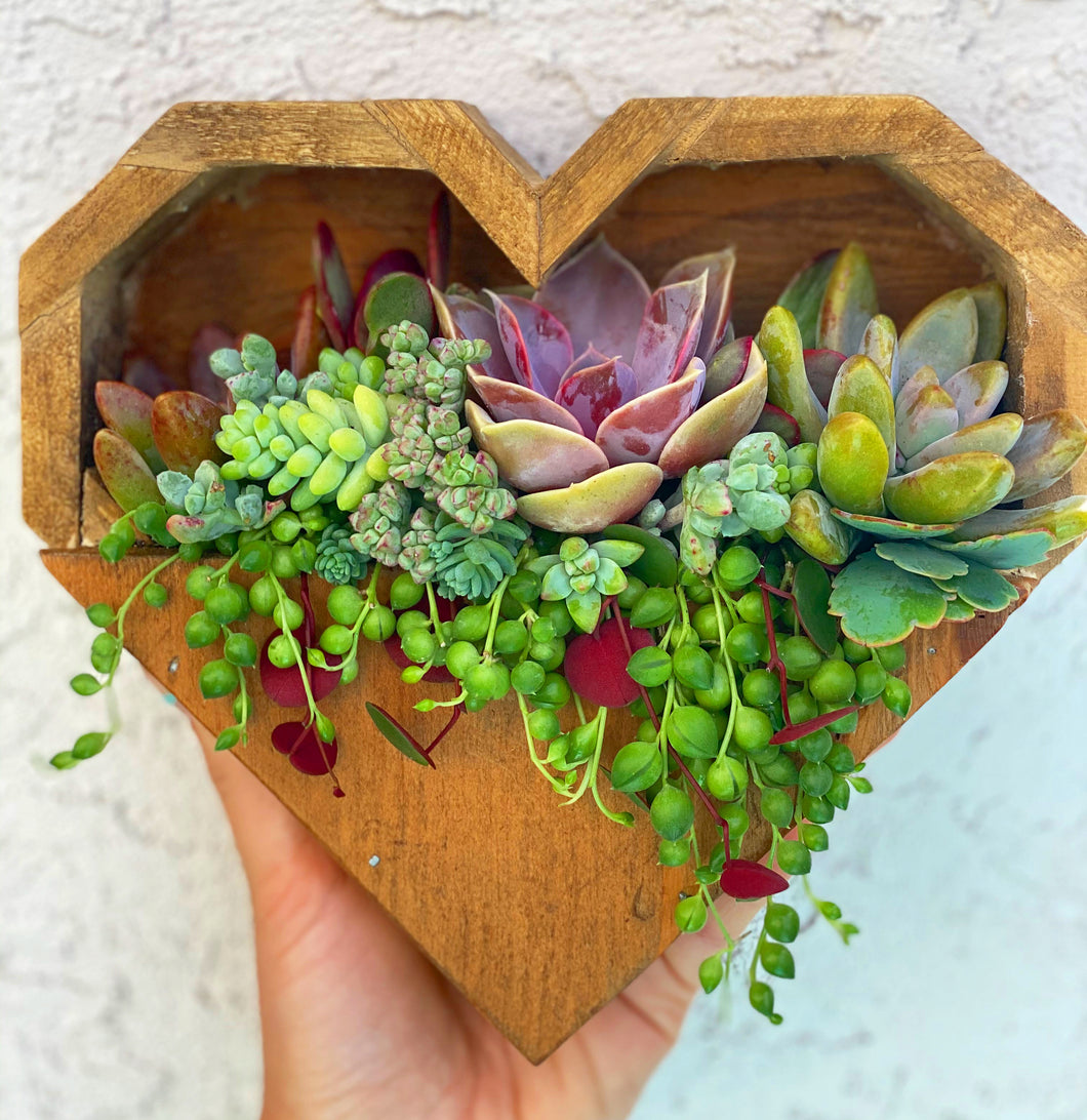 heart shaped hanging succulent Hanging Heart Planter DIY Kit – In Succulent Love