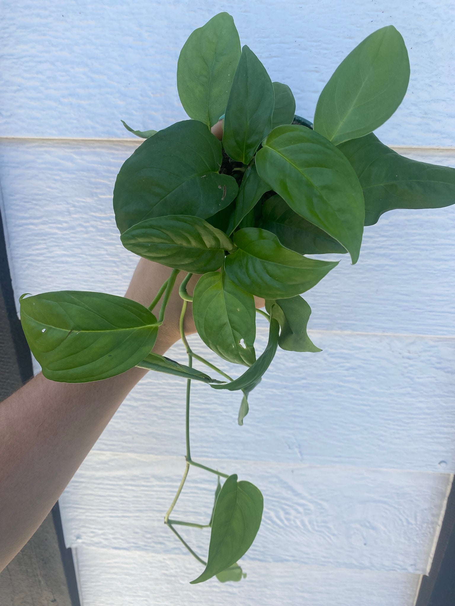 monstera laniata plant Monstera Adansonii sp. Laniata – In Succulent Love