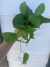 Monstera Adansonii sp. Laniata