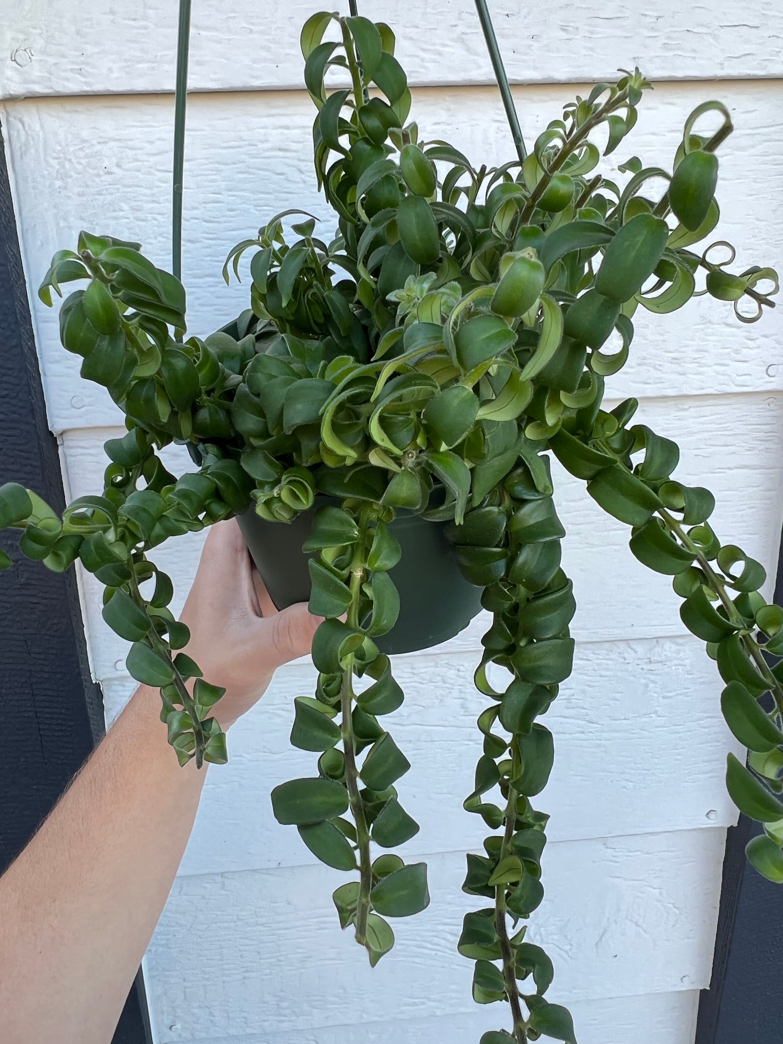 house plants with curly leaves Curly Lipstick Plant – In Succulent Love