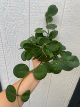 Hoya Obovata