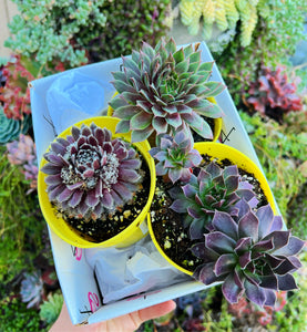 Sempervivum Chick Charms Collection GiftBox