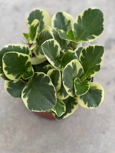 Peperomia Marble