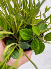 Peperomia Quadrangularis 'Beetle'