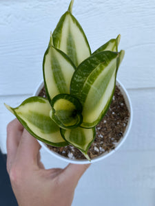 sansevieria macrophylla variegated Variegated Sansevieria – In Succulent Love