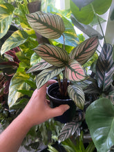 Calathea White Star