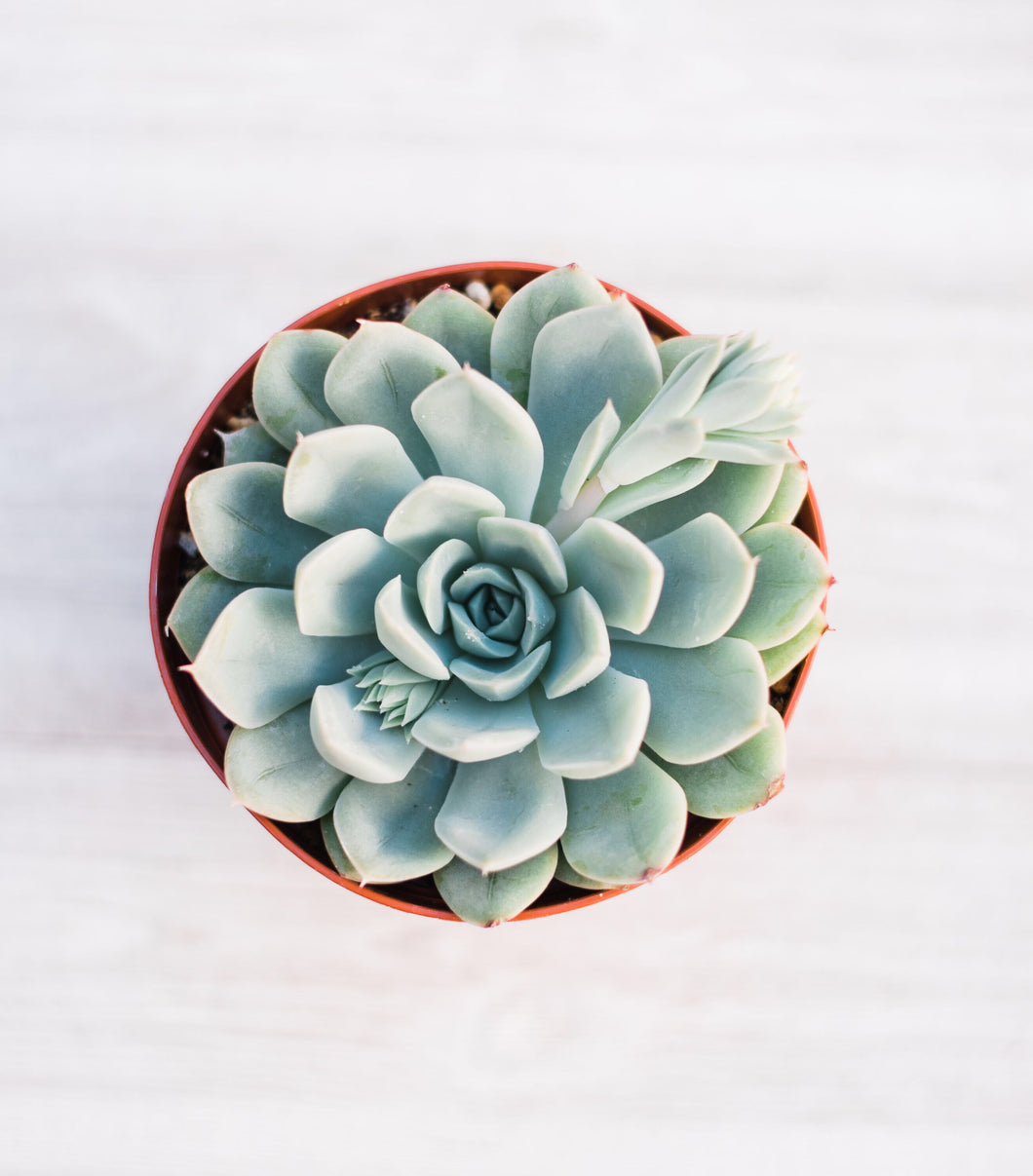 elegans blue succulent Echeveria Elegans – In Succulent Love