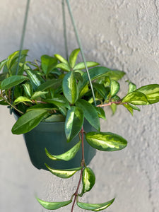 Hoya Carnosa Krimson Princess