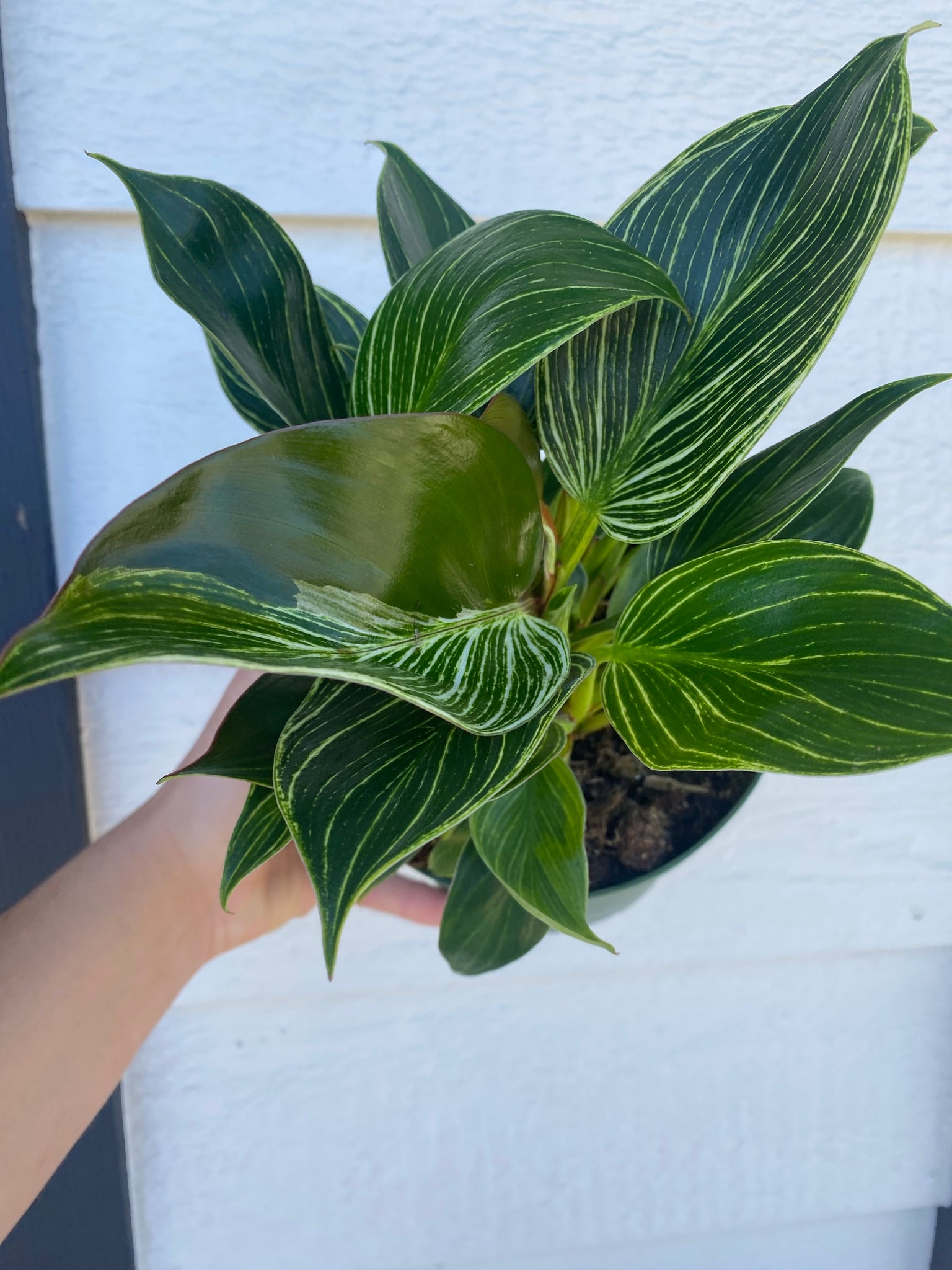 philodendron birkin reversion Philodendron Birken Swirly – In Succulent Love