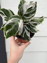 Calathea White Fusion
