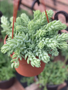 burros tail succulent Pointy Sedum Donkey Tail – In Succulent Love