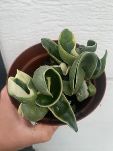 Hoya Variegated Carnosa Compacta Hindu Rope