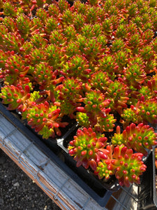 Sedum ‘Pork and Beans’ / ‘Brown Beans’