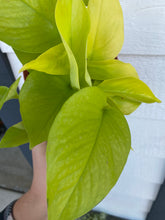 Pothos Neon