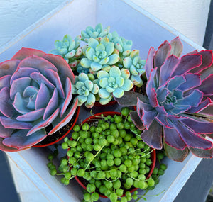 DIY Succulent Hexagon Tin Planter Kit