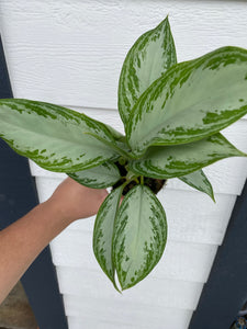 'Silver Bay' Chinese Evergreen Aglaonema