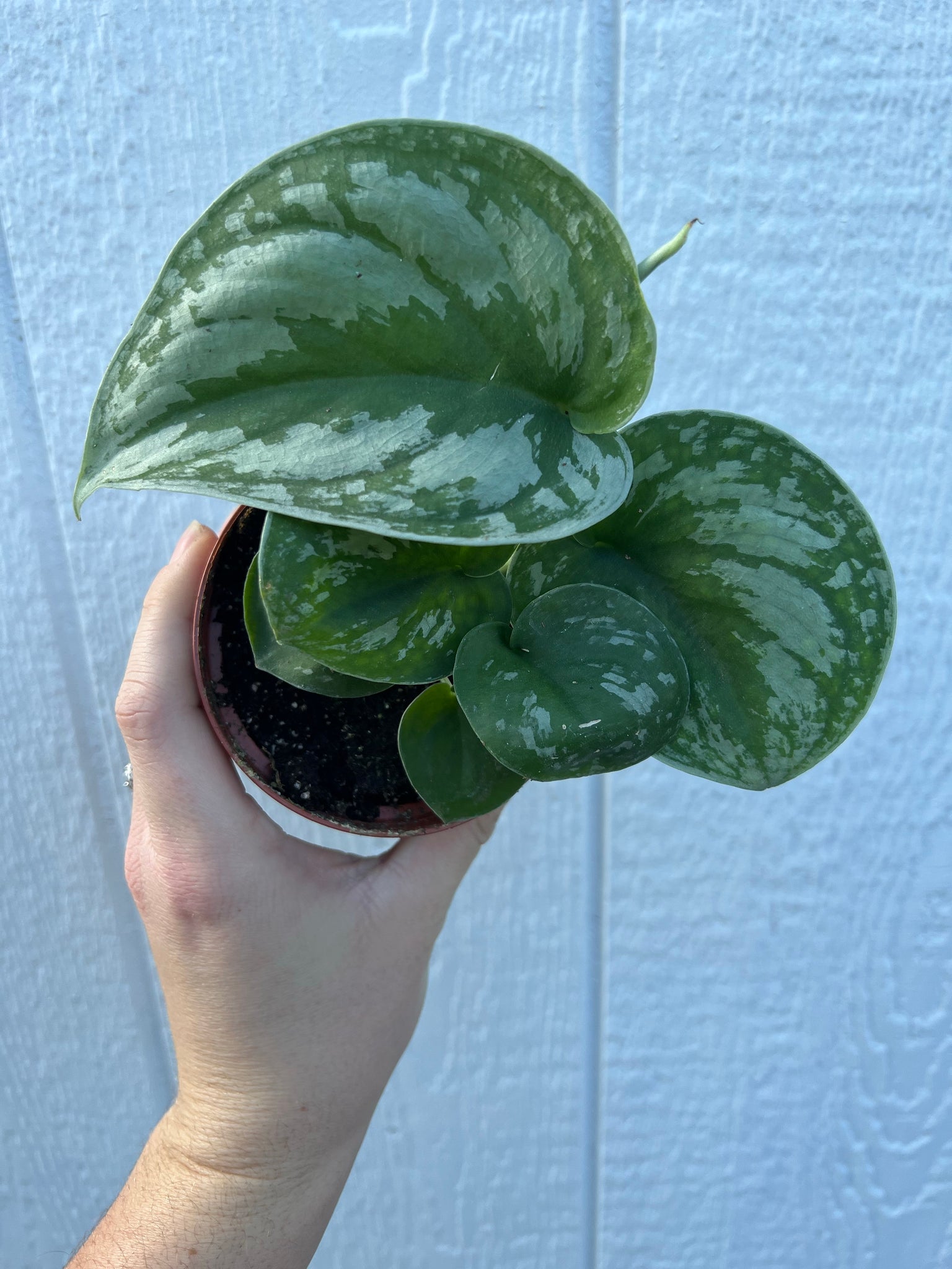 pothos hybrid Scindapsus Pictus ' Exotica Hybrid ' Pothos – In Succulent Love
