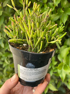Rhipsalis