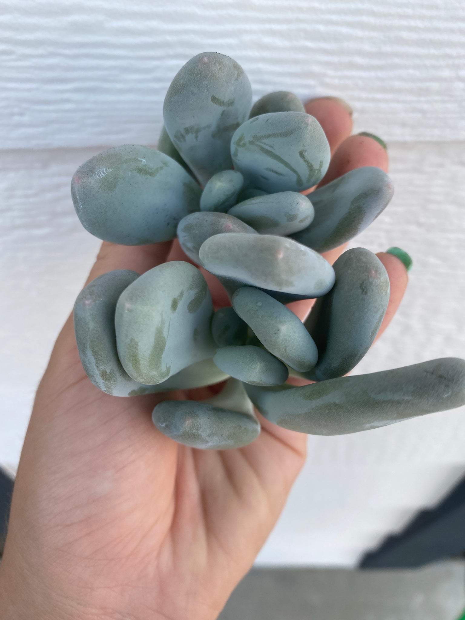 blue haze succulent Blue Moonstones Pachyphytum Oviferum – In Succulent Love